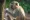 Enhancing ABA Therapy with Monkey Eye Tracking Technology